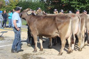 Schneuter Jngere Alino Amelie von Studhalter Beat Fondlenhhe Horw
